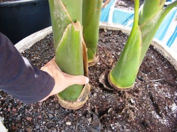 שלישיית דקל טבעות בכד - עצי נוי | הדר נוי משתלות