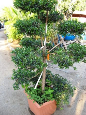 סיזיגיום בונסאי במיכל - עצי נוי | הדר נוי משתלות