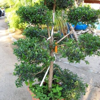 סיזיגיום בונסאי במיכל - עצי נוי | הדר נוי משתלות