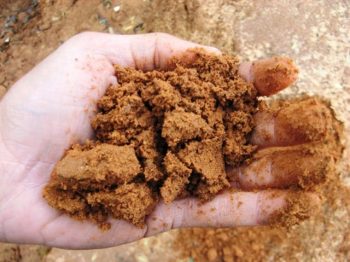 משאית חמרה משובחת - עצי נוי | הדר נוי משתלות