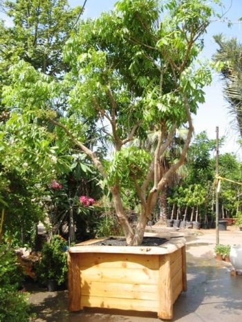 עצים בוגרים במיכלים -לתצוגות, אירועים ומכירה - עצי נוי | הדר נוי משתלות