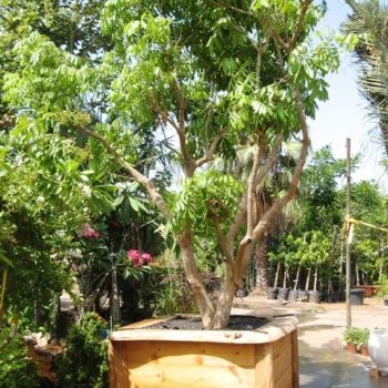 עצים בוגרים במיכלים -לתצוגות, אירועים ומכירה - עצי נוי | הדר נוי משתלות