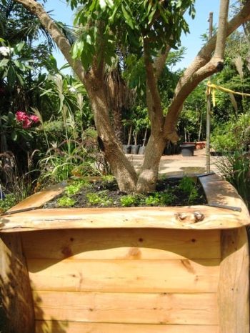 עצים בוגרים במיכלים -לתצוגות, אירועים ומכירה - עצי נוי | הדר נוי משתלות