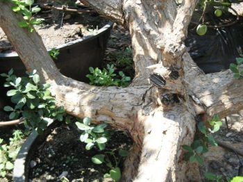 עץ פג'ויה - עצי פרי בוגרים למכירה | הדר נוי משתלות