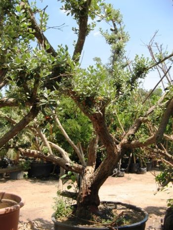 עץ פג'ויה - עצי פרי בוגרים למכירה | הדר נוי משתלות