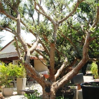 עץ פג'ויה - עצי פרי בוגרים למכירה | הדר נוי משתלות