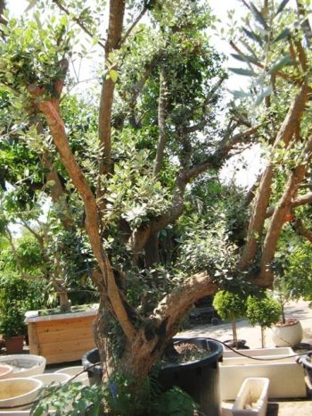 עץ פג'ויה - עצי פרי בוגרים למכירה | הדר נוי משתלות