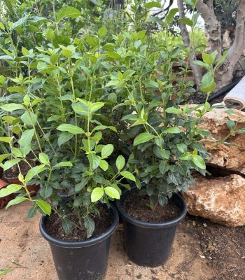 מורן החרש 10 ליטר למכירה - מחיר