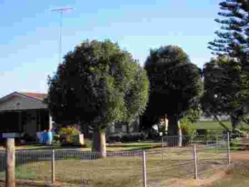 בריכיכטון דו-גוני - עצי נוי | הדר נוי משתלות