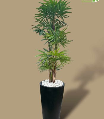 PhotoRoom_000_20240124_185430