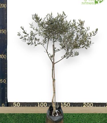 עץ זית סורי 25 ליטר למכירה - מחיר