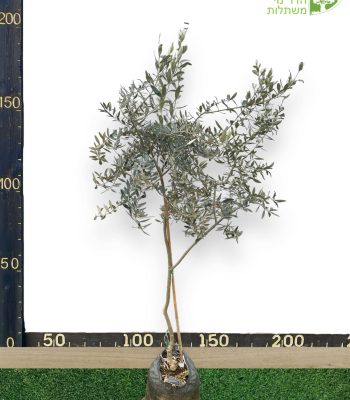 עץ זית קלמטה 25 ליטר למכירה - מחיר