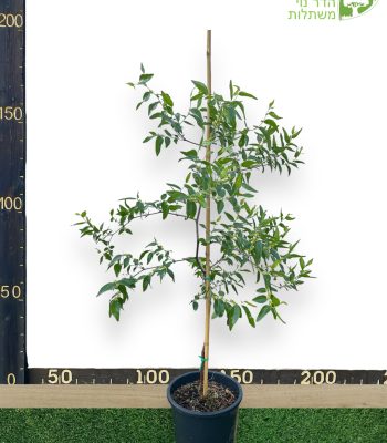 עץ שיזף סיני 25 ליטר למכירה - מחיר