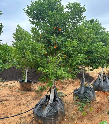 תפוז סיני בוגר 4-5 צול למכירה - מחיר