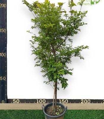 עץ שזיף מטלי 50 ליטר למכירה - מחיר