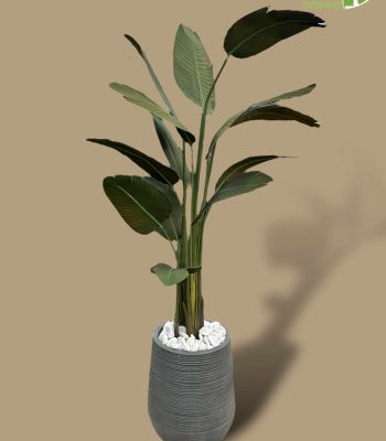 PhotoRoom_005_20240124_185430