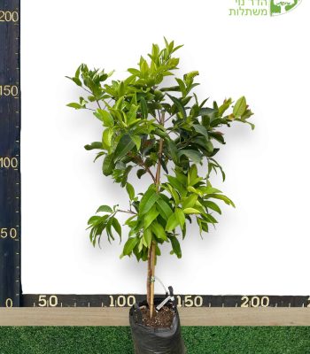 תפוח מים חצי בוגר 25 ליטר למכירה - מחיר