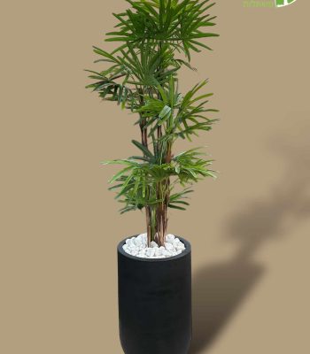 PhotoRoom_009_20240124_185430