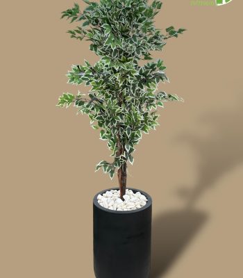 PhotoRoom_010_20240124_185430