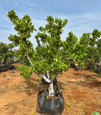 תפוז שמוטי בוגר 5-6 צול למכירה - מחיר
