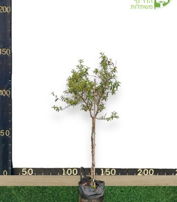 עץ גויאבה ננסית 25 ליטר למכירה - מחיר