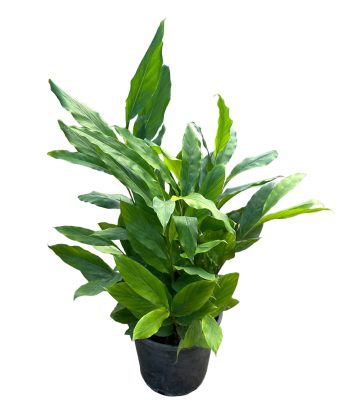 הל ירוק 10 ליטר