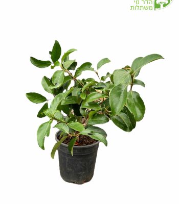 מורן מבריק 10 ליטר למכירה - מחיר