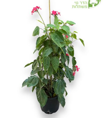 יטרופית תמימה 10 ליטר למכירה - מחיר