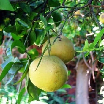 פומלה - עצי פרי | הדר נוי משתלות