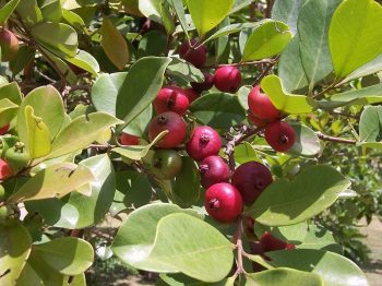 גויאבה-תותית אדומה- עצי פרי אקזוטיים | הדר נוי משתלות