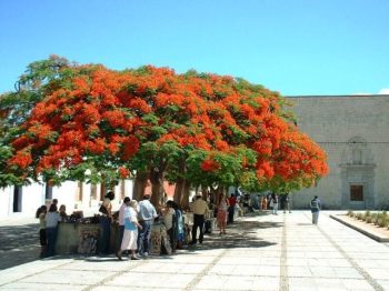 צאלון נאה - עצי נוי | הדר נוי משתלות