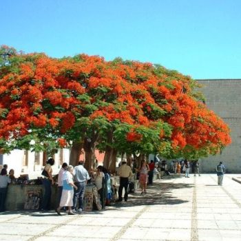צאלון נאה - עצי נוי | הדר נוי משתלות