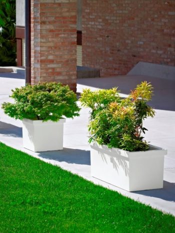 אדנית סיפי - עצי נוי | הדר נוי משתלות