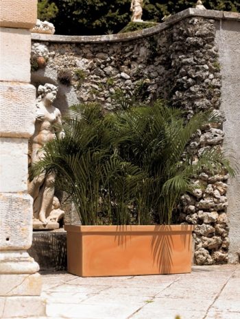 אדנית סיפי - עצי נוי | הדר נוי משתלות