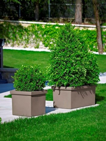 סיפי - עצי נוי | הדר נוי משתלות