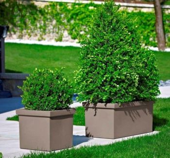 אדנית סיפי - עצי נוי | הדר נוי משתלות