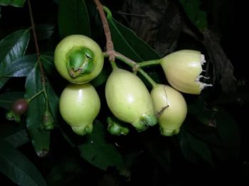תפוח הורד- עצי פרי אקזוטיים | הדר נוי משתלות