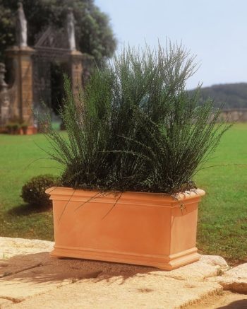 אדנית טוסקנה - עצי נוי | הדר נוי משתלות