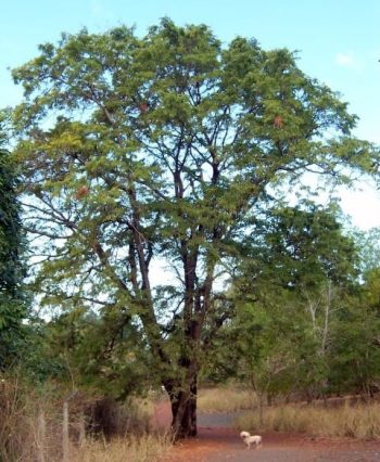 תמר הינדי- עצי פרי אקזוטיים | הדר נוי משתלות