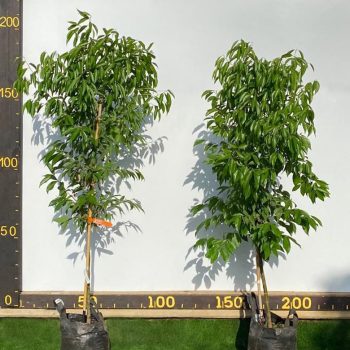 WhatsApp Image 2021-01-14 at 07.34.18 (2)