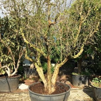 עץ רימון וונדרפול -Wonderful - עצי פרי בוגרים למכירה | הדר נוי משתלות