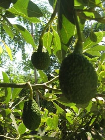 עץ אבוקדו בוגר - עצי פרי בוגרים למכירה | הדר נוי משתלות