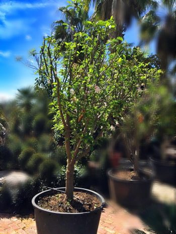 עץ תפוח אנה בוגר - עצי פרי בוגרים למכירה | הדר נוי משתלות