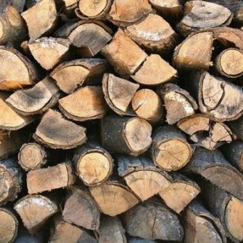 עץ להסקה - עצי נוי | הדר נוי משתלות