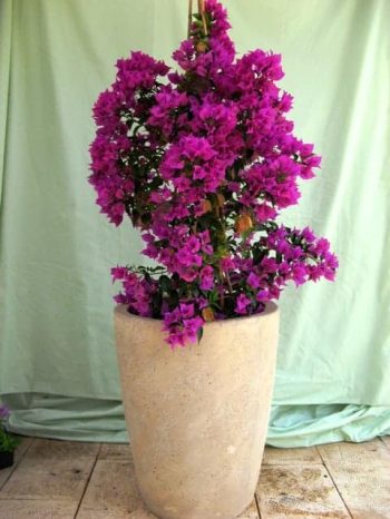 בוגונבילאה חלקה בכד - עצי נוי | הדר נוי משתלות