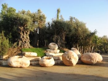 אבן טבעית בולבוס - עצי נוי | הדר נוי משתלות