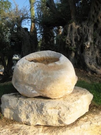 אבן טבעית בולבוס - עצי נוי | הדר נוי משתלות