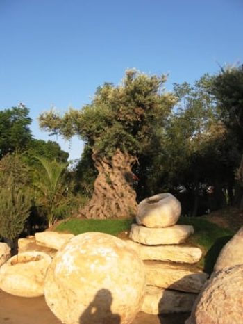 אבן טבעית בולבוס - עצי נוי | הדר נוי משתלות