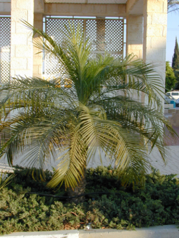 דיקליים - טרופי - עצי נוי | הדר נוי משתלות