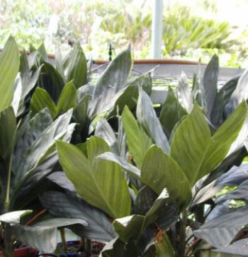 דיקליים - טרופי - עצי נוי | הדר נוי משתלות